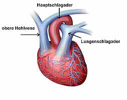 Schematische Darstellung: Anatomie Herz