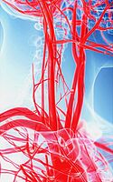 Arteria Carotis